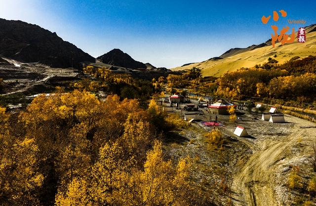 【小陇画报·427期】多坝沟胡杨峡 隐藏着大西北的极致秋色