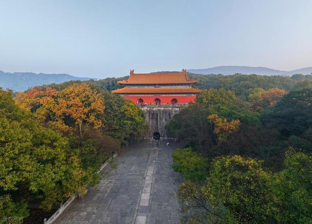 石象路银杏黄了！秋日南京必走的几条经典路线