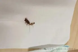 一女子耳鸣就医取出活蟑螂！这种习惯很多人都有图片