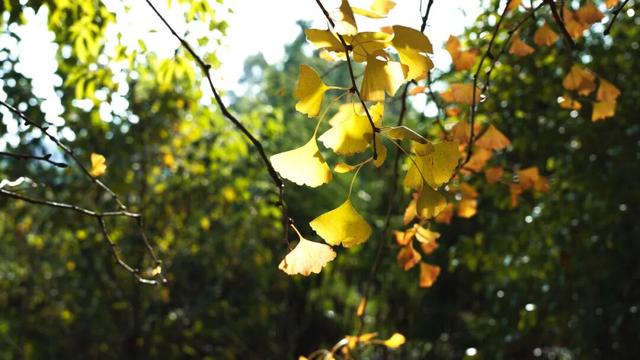 来达州宣汉，赴一场“黄金”盛宴