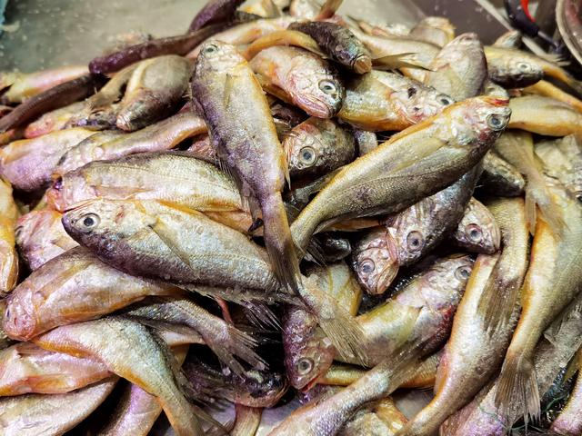 这6种鱼千万别错过，无法人工养殖，全是野生的，营养很高还便宜