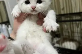 新手养猫丨被猫抓了需要打疫苗吗？图片