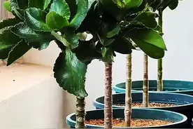 河北一姑娘太牛了，养的长寿花，盆盆花繁叶茂是精品！图片