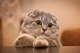 世界上最贵的10种猫排行榜，买它们的钱都够娶个媳妇了！图片