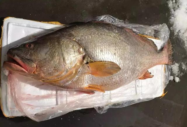 鳘鱼胶的价格 2026年赤嘴鳘鱼胶的价格