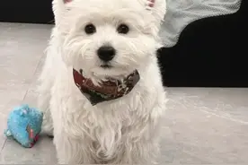 养狗久了才懂，这7个动作对狗是“酷刑”，90%的主人还在做！图片