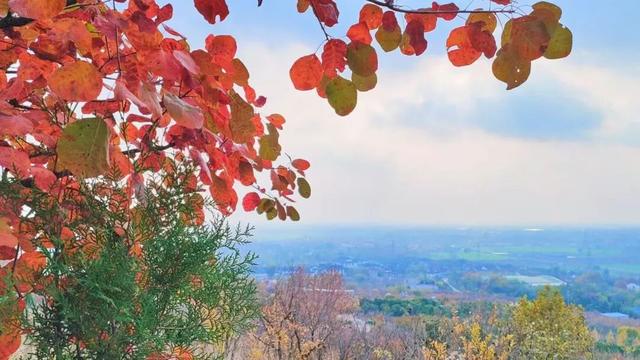 寻美薛城丨红叶超美！初冬的圣土山开启最美赏叶季