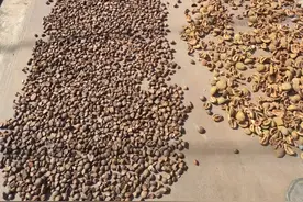 南方的朋友回避，北方的朋友看过来，给你们介绍一个好东西图片