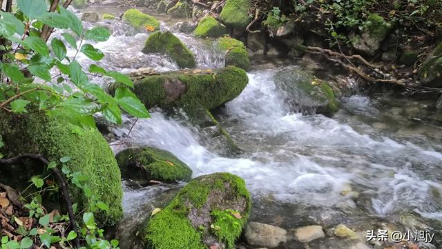 再登辽阳千米高峰白云山,云雾弥漫,金莲花盛开