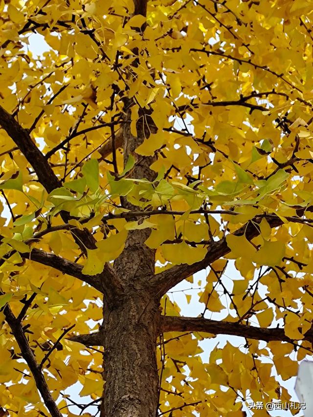 五线小城里的银杏大道，美翻全网的深秋景色原来在这里