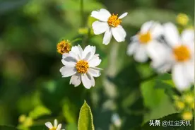 野狐说：大修行人不落因果！百丈禅师：错了！大修行人不昧因果！图片