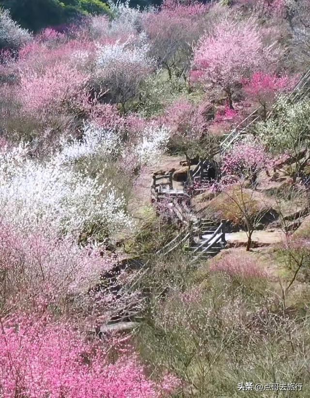 成都最大的山谷梅花开了，被称为蜀中第一赏梅胜地，却少人知道！