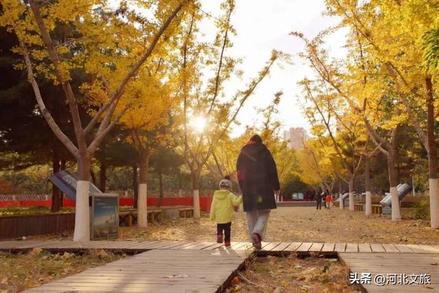 收藏！秦皇岛“银杏观赏地图”出炉，这八处胜地解锁璀璨深秋~