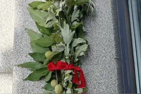 艾是艾，蒿是蒿，艾蒿是统称图片