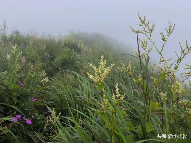 来呀，去白云山看金莲花，辽阳县大黑山风景区境内的白云山