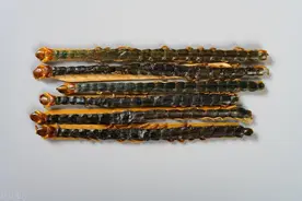 药师释药——蜈蚣（通络止痛，息风止痉，散结攻毒）图片