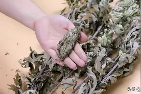 艾草烧成灰作用厉害了，好处花钱都难买，可惜知道的人太少，看看图片