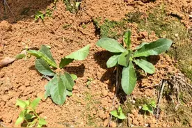 寻味从化 | 一场地胆头与青头鸭的绝妙蒸制之旅图片