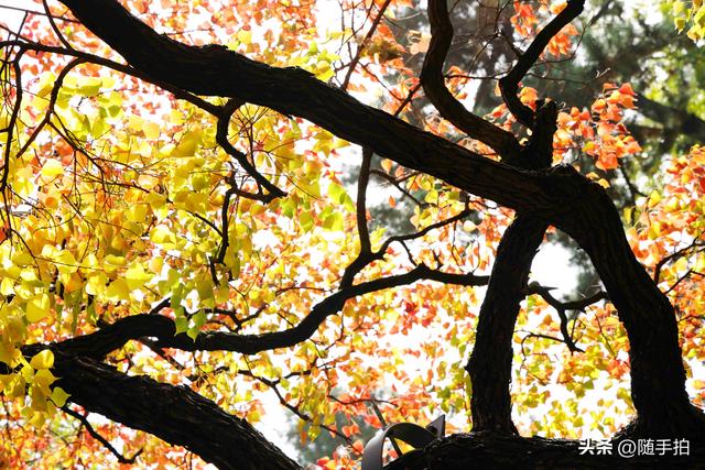 秋色绚烂，上海闵行红园乌桕色彩斑斓梦幻如画