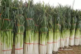 大葱买多不用怕！谨记“3妙招”，长期保存不会坏，依旧新鲜香甜图片