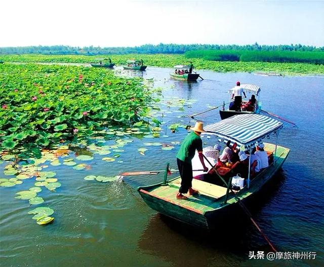 芦苇荷花共绘诗意画卷，渔舟唱晚风景醉人心田。