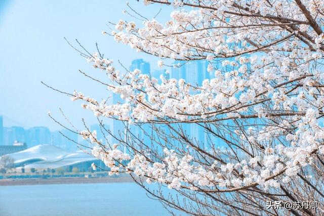 武汉赏樱攻略请收藏！除了武大和东湖，还有这些免费打卡地哦