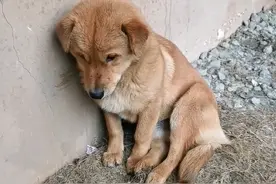 狗狗被主人抛弃后，独自跑到屋檐下躲雨，委屈的模样真的让人心疼图片