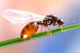 你知道家里招蚂蚁是什么预兆吗图片