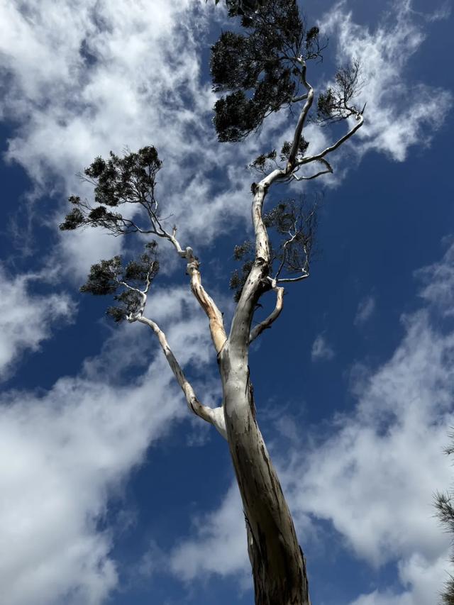 澳大利亚22日世界文化遗产与自然之旅游记