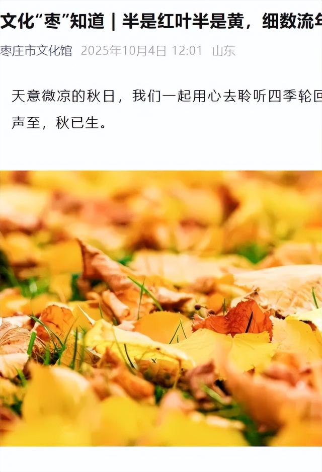 枣庄市文化馆2025年度精彩时刻（四）以文塑旅促融合 荣誉见证显担当