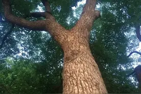 香樟，默默无闻的原生乡土树种，有哪些价值？图片