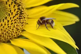 什么情况，它闻不到花香了图片
