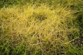 菟丝子：最低调的补肾圣药，补阳塞鹿茸，补精胜枸杞，男女同调！图片