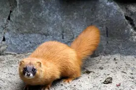 黄鼠狼全身是宝！为何无人敢养？养殖户道：它可没那么好伺候！图片