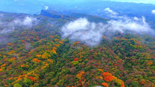 米仓山红了！4 万亩彩林漫过盐井河，把千年古道染成流动的火焰