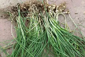 成都周边10大挖野菜打野目的地，折耳根、雪芽菜、野香葱、鹿耳韭图片