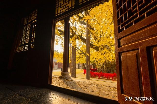 十大银杏观赏地之一的山东浮来山真的黄了！