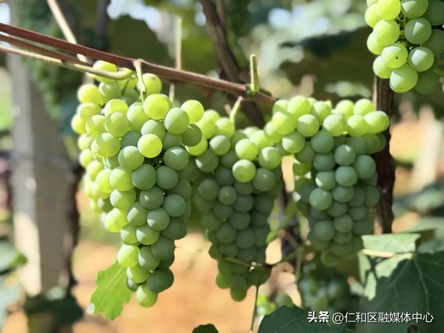 水晶、红提、黑虎香……哪个才是心头好?