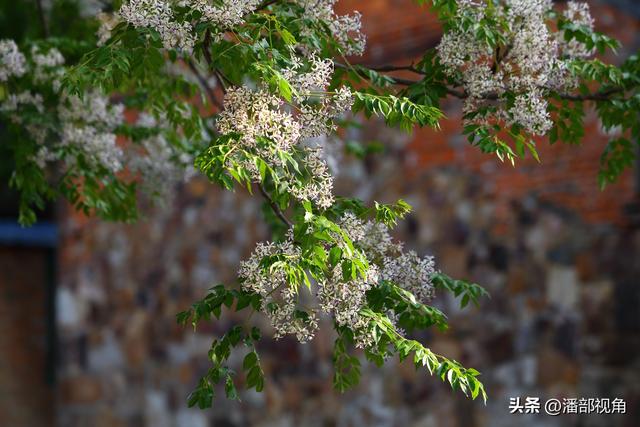 到无锡“楝城"去走走，看紫色，闻花香