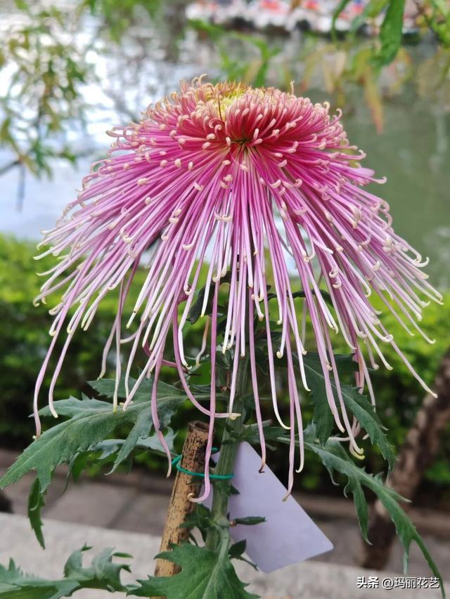 金秋赏花，醉美秋菊展，菊香满西湖