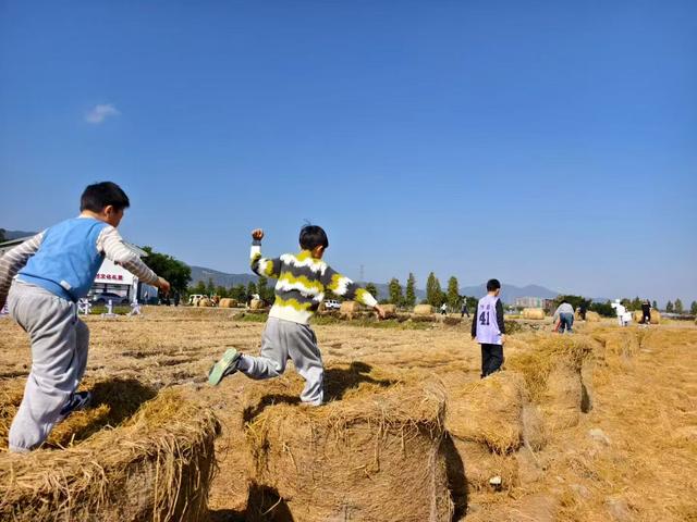 好“丰”景上线！平阳稻田里也有草垛“瑞士卷”