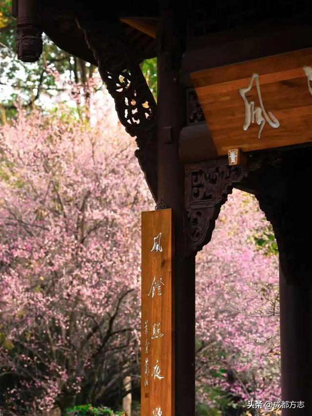 成都这波“梅”景太出片，错过再等一年~