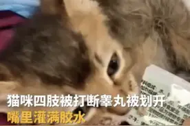 太残忍！小猫被人划破生殖器打断四肢后丢弃，网友炸锅图片