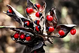 农村出镜率极高的8种剧毒植物，不能随意采摘食用，认识不吃亏图片