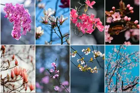 枝条上的花朵，这么拍，照片好看并不难图片