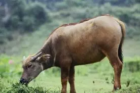 山神图片