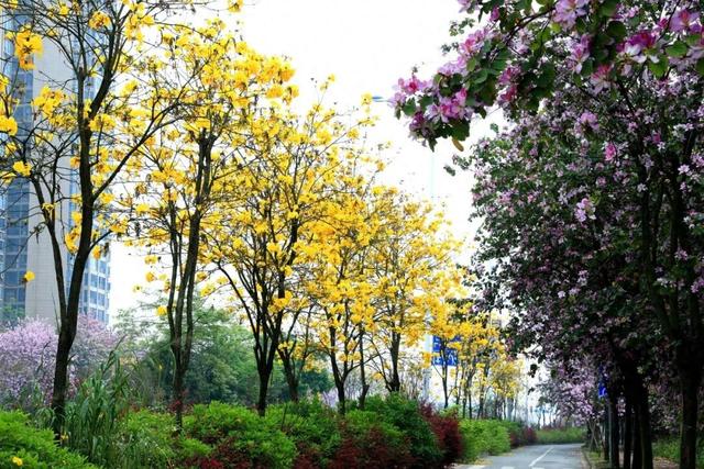 一眼心动！柳江这条宝藏路，把春天的浪漫都装进去了