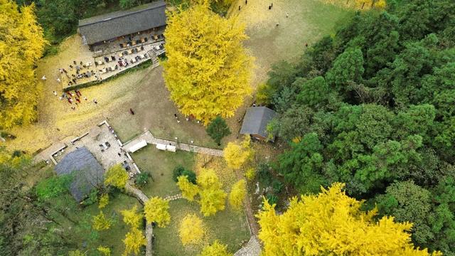 【天眼影像】仁怀：千年古银杏群金黄胜境 绘就黔北冬日乡愁地标
