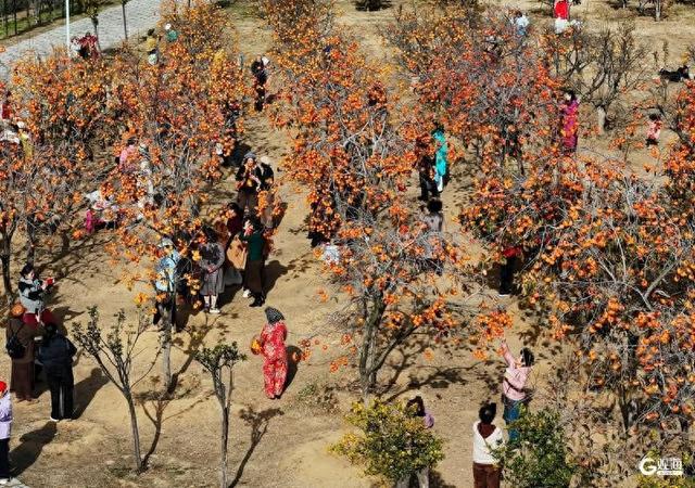 金柿映初冬，青岛藏着一处“甜蜜”公园
