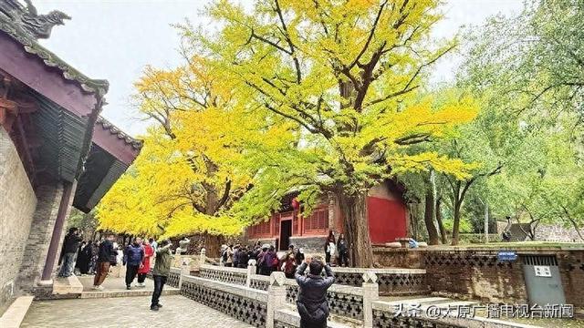 树龄达500年！晋祠“金甲”银杏吸引游客打卡